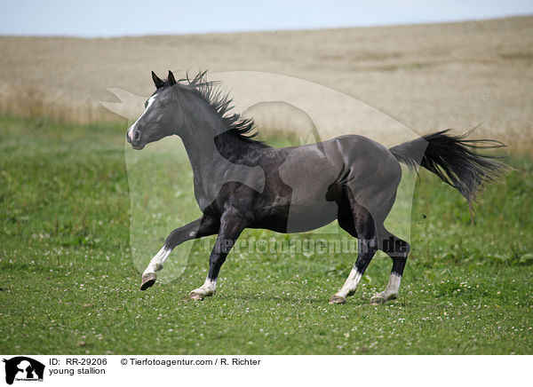 junger Reitpony Hengst / young stallion / RR-29206