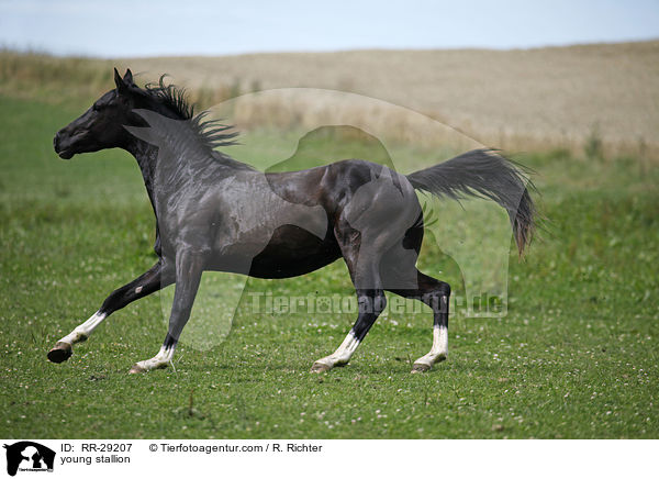 junger Reitpony Hengst / young stallion / RR-29207