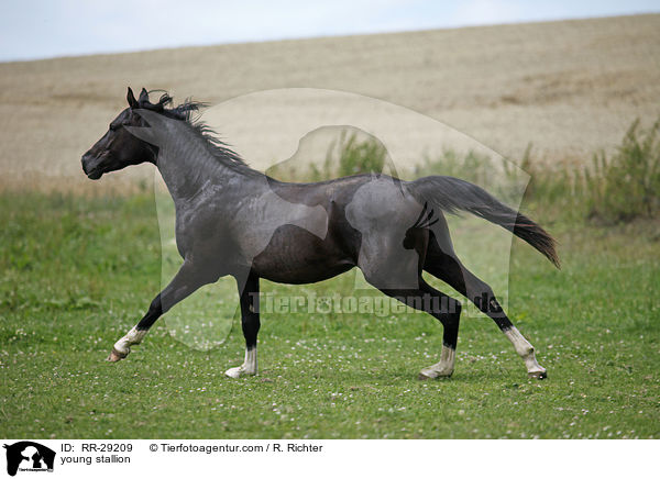 junger Reitpony Hengst / young stallion / RR-29209