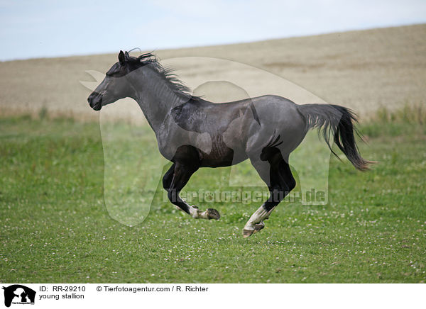 junger Reitpony Hengst / young stallion / RR-29210