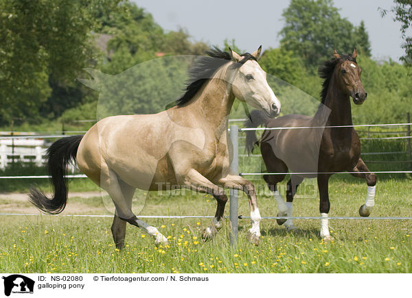 galoppierendes Deutsches Reitpony / galloping pony / NS-02080