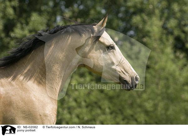 Deutsches Reitpony Portrait / pony portrait / NS-02082