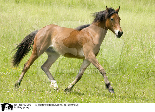 trotting pony / NS-02092