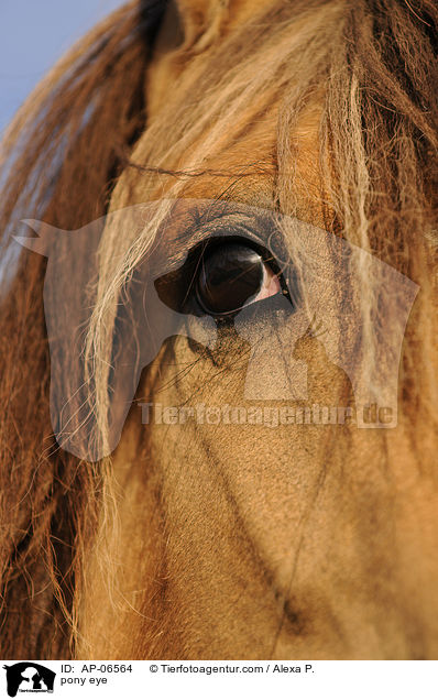Deutsches Reitpony Auge / pony eye / AP-06564