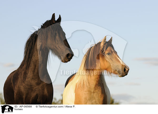 Pferde / horses / AP-06568