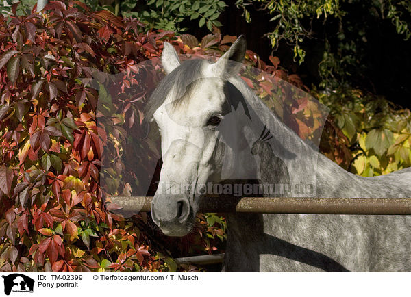 Deutsches Reitpony Portrait / Pony portrait / TM-02399