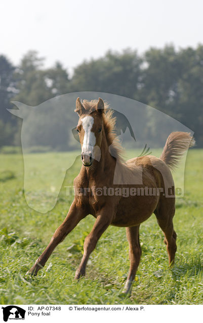 Deutsches Reitpony Fohlen / Pony foal / AP-07348