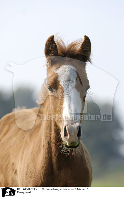 Deutsches Reitpony Fohlen / Pony foal / AP-07349