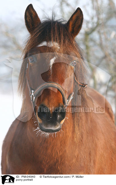 Deutsches Reitpony Portrait / pony portrait / PM-04940
