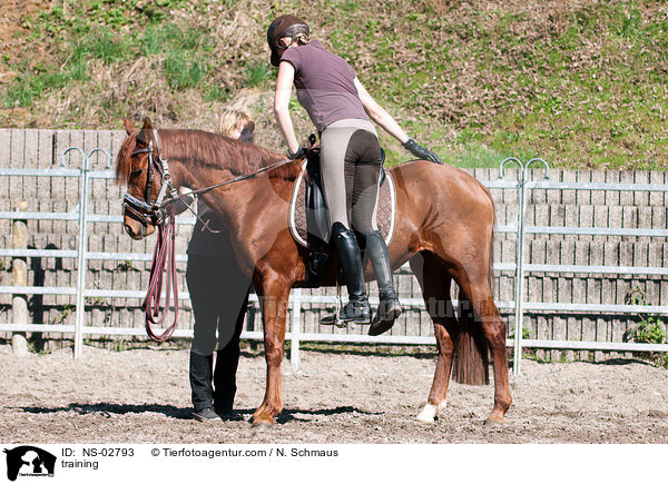 Anreiten / training / NS-02793