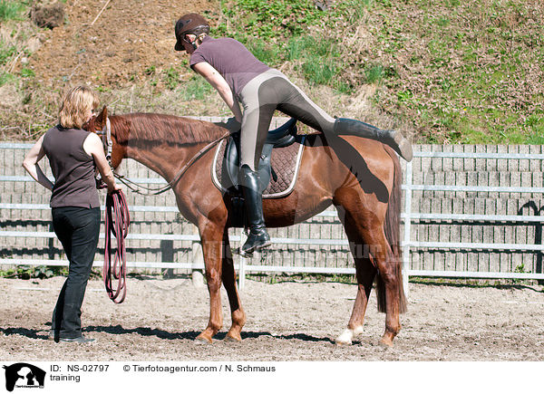 Anreiten / training / NS-02797