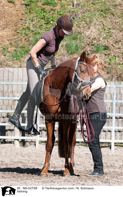 Anreiten / training / NS-02799