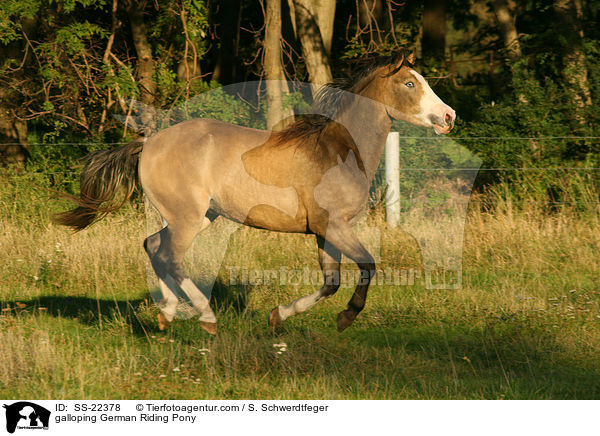 galoppierendes Deutsches Reitpony / galloping pony / SS-22378