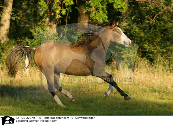 galoppierendes Deutsches Reitpony / galloping pony / SS-22379