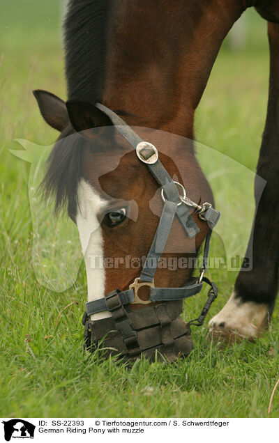 Deutsches Reitpony mit Maulkorb / pony with muzzle / SS-22393