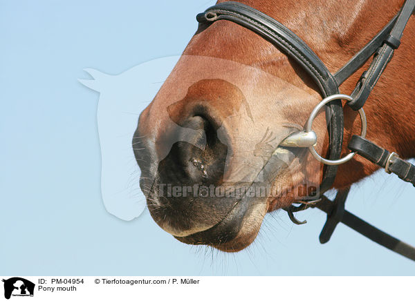 Deutsches Reitpony Maul / Pony mouth / PM-04954