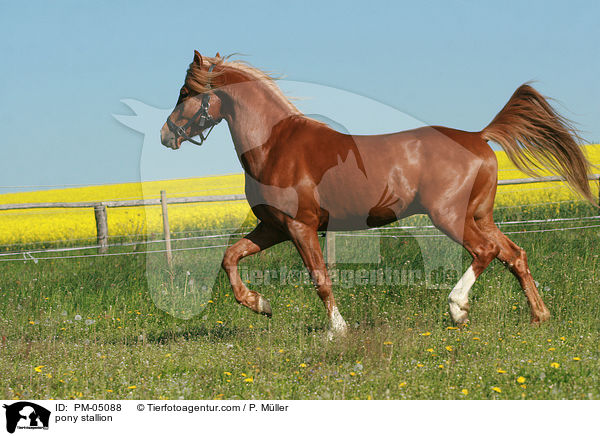 Deutscher Reitpony Hengst / pony stallion / PM-05088