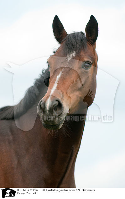 Deutsches Reitpony Portrait / Pony Portrait / NS-03114