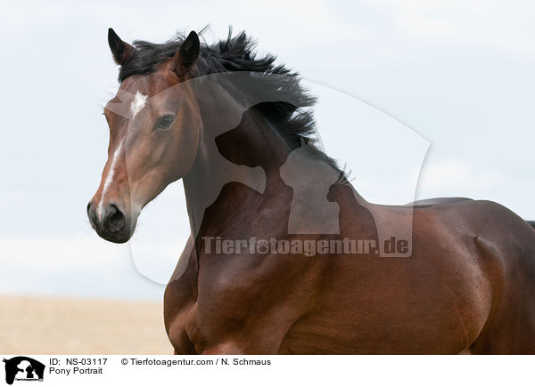 Deutsches Reitpony Portrait / Pony Portrait / NS-03117