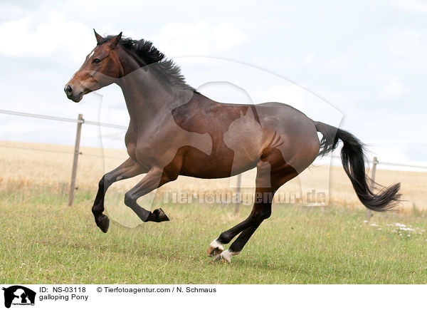 galoppierendes Deutsches Reitpony / galloping Pony / NS-03118