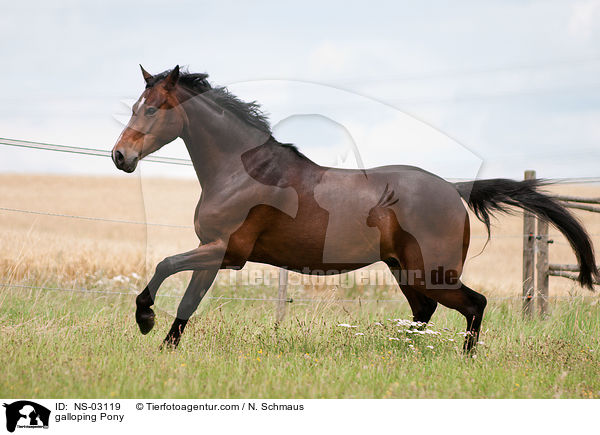 galoppierendes Deutsches Reitpony / galloping Pony / NS-03119