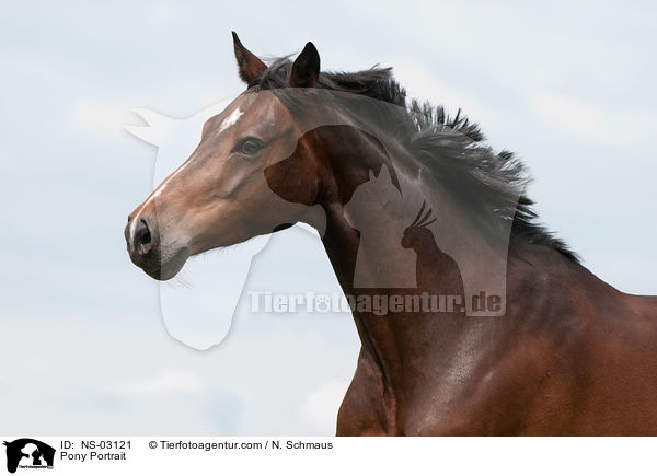 Deutsches Reitpony Portrait / Pony Portrait / NS-03121