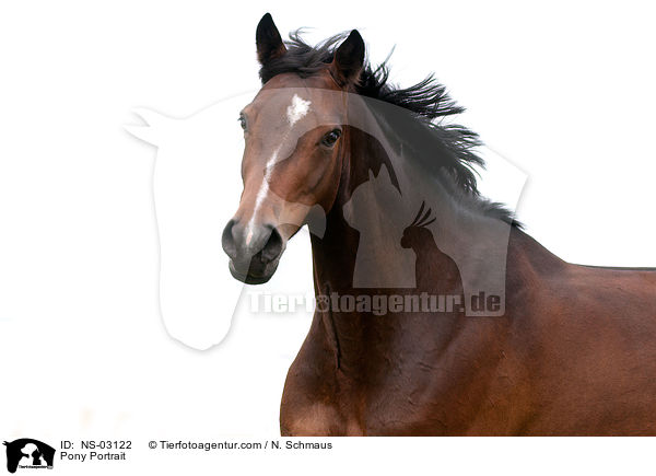 Deutsches Reitpony Portrait / Pony Portrait / NS-03122