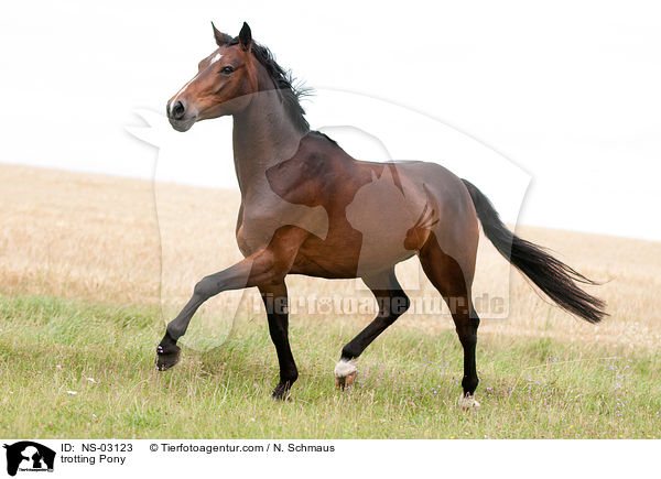 trabendes Deutsches Reitpony / trotting Pony / NS-03123
