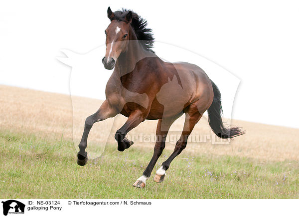 galloping Pony / NS-03124