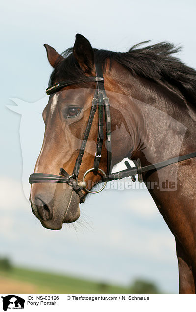 Deutsches Reitpony Portrait / Pony Portrait / NS-03126