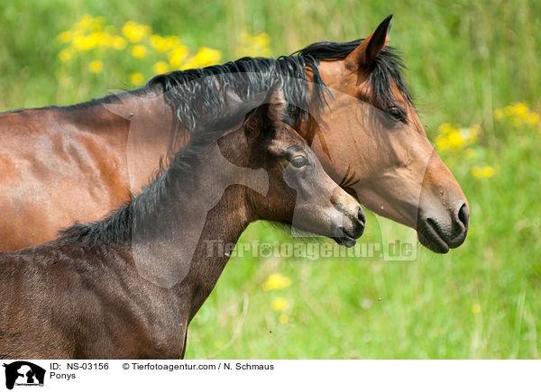 Ponys / NS-03156