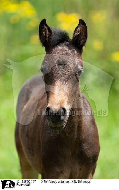 Pony foal / NS-03157
