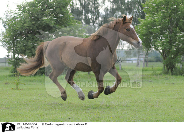 galloping Pony / AP-08664