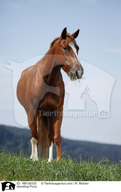 stehendes Deutsches Reitpony / standing Pony / RR-39335