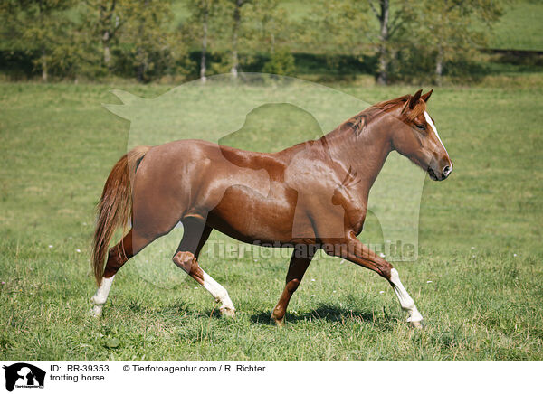trotting horse / RR-39353