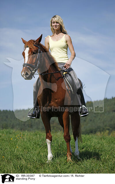 stehendes Deutsches Reitpony / standing Pony / RR-39387