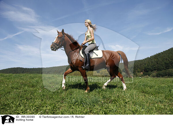 trabendes Deutsches Reitpony / trotting horse / RR-39390