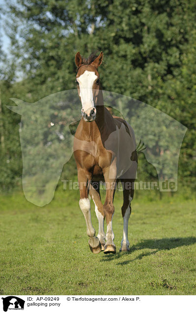 galoppierendes Deutsches Reitpony / galloping pony / AP-09249