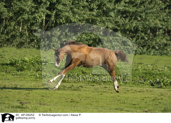galoppierendes Deutsches Reitpony / galloping pony / AP-09252