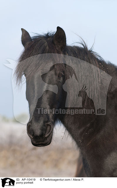 pony portrait / AP-10419