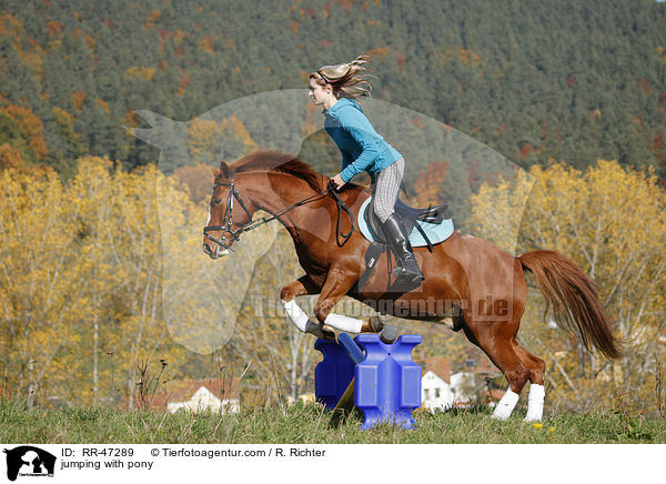 Frau springt mit Deutsches Reitpony / jumping with pony / RR-47289