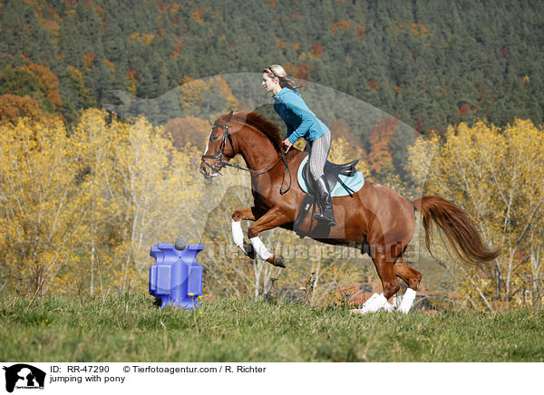 Frau springt mit Deutsches Reitpony / jumping with pony / RR-47290