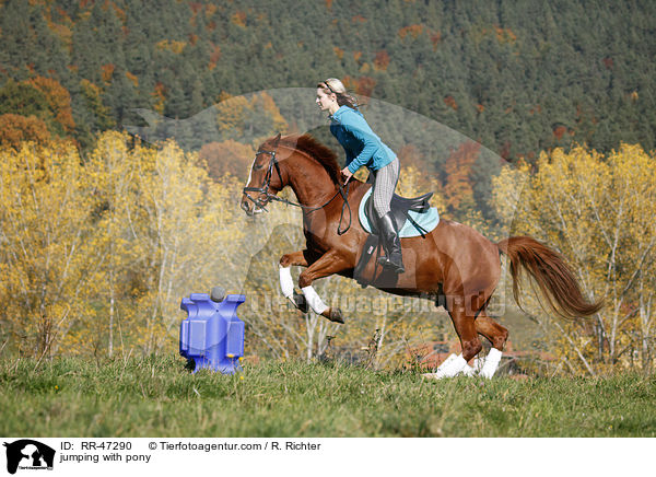Frau springt mit Deutsches Reitpony / jumping with pony / RR-47290