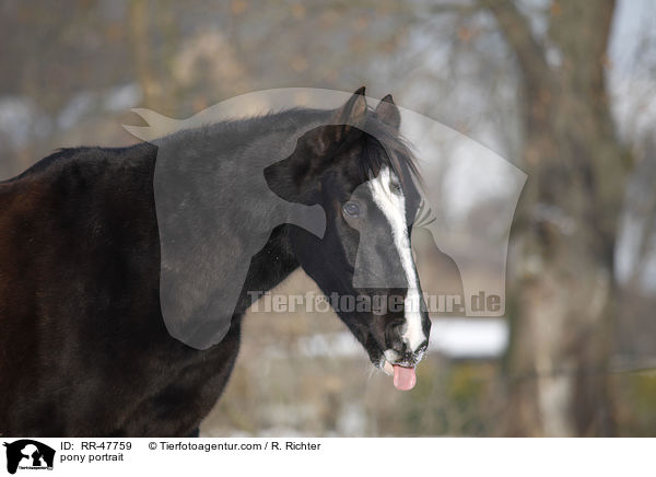 pony portrait / RR-47759