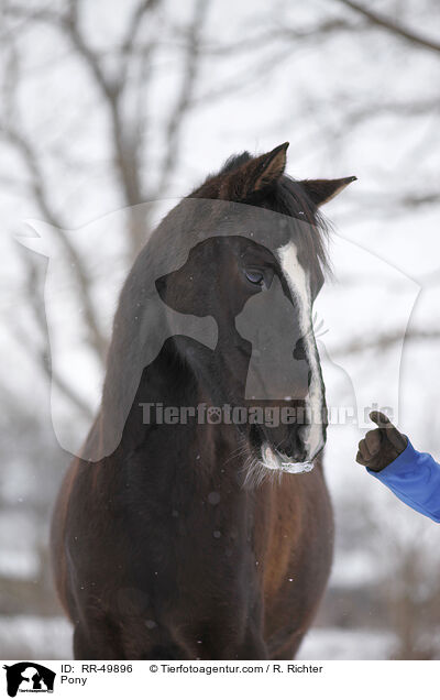 Deutsches Reitpony / Pony / RR-49896