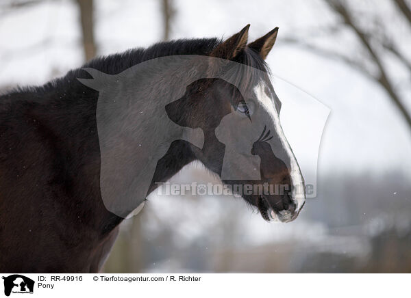 Deutsches Reitpony / Pony / RR-49916