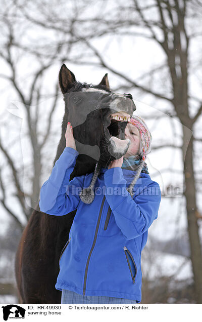ghnendes Pferd / yawning horse / RR-49930