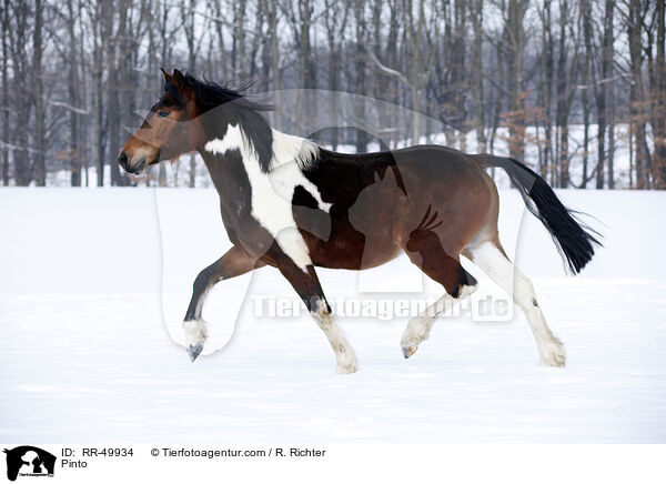 Deutsches Reitpony / Pinto / RR-49934