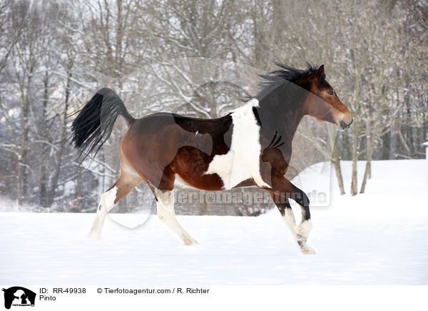 Deutsches Reitpony / Pinto / RR-49938