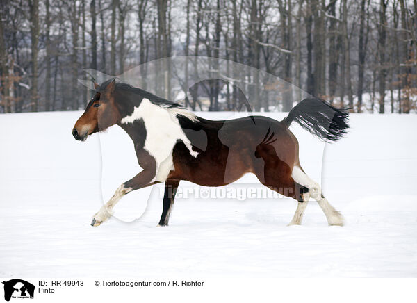 Deutsches Reitpony / Pinto / RR-49943